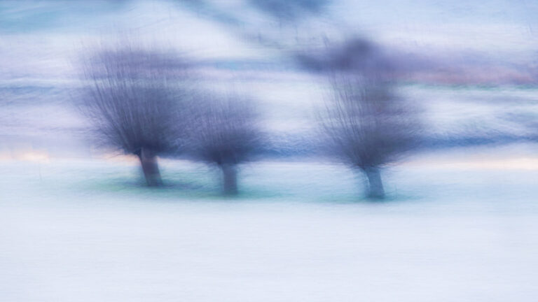 Winter, wilgen in de uiterwaarden