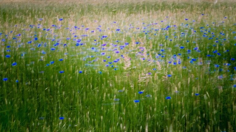 Europe, Netherlands, Technology, blog, icm, nature ICM, continents